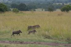 IMG 8502-Kenya, running warthogs (Kenia Express in action) with their tails up like antennas, Masai Mara
